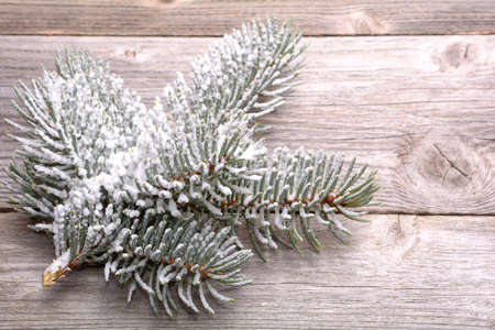 white spruce branch on wooden backgroundの写真素材