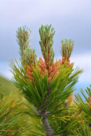 Mountain pine Pinus mugoの写真素材