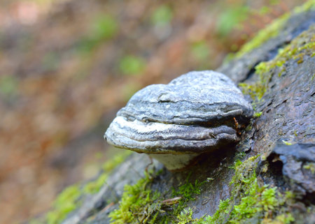 Fomes fomentarius mushrooms on old treeの写真素材