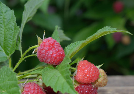 ripe raspberry