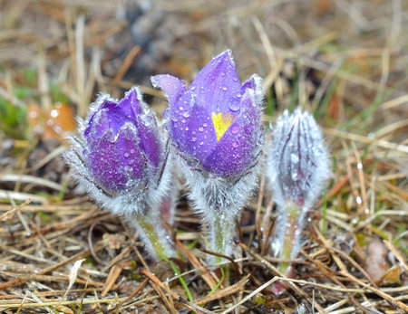 Mountain Pasqueflower Pulsatilla montana