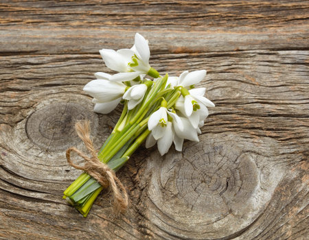 snowdrops on wooden backgroundの写真素材