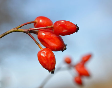Rosehip Rosa canina