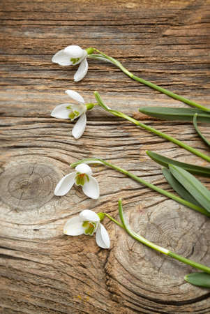 snowdrops on wooden backgroundの写真素材