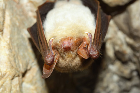 Lesser mouse-eared bat (Myotis myotis)