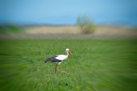 White stork