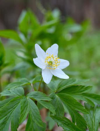 Anemone nemorosa - single white flowerの写真素材