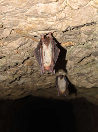 Lesser mouse-eared bat (Myotis myotis)の写真素材