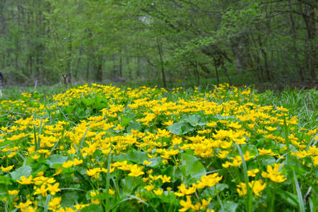 spring landscape with yellow flowersの写真素材