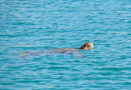 Loggerhead Sea Turtle (Caretta caretta)