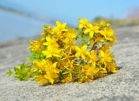 Hypericum flowers, Hypericum perforatum or St John's wortの写真素材
