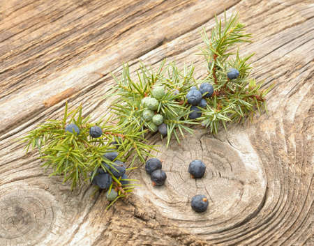 Common Juniper (Juniperus communis) fruitsの写真素材