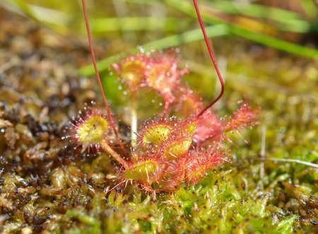 Drosera rotundifolia, the round-leaved sundew or common sundewの写真素材