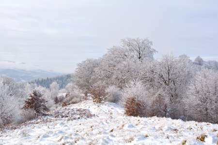Winter landscape with snow and treeの写真素材