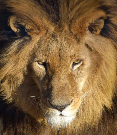 lion portrait