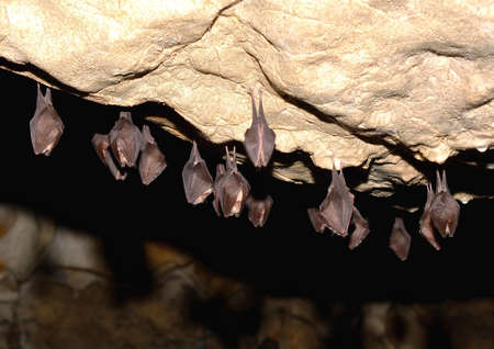 Lesser Horseshoe Bat Rhinolophus hipposiderosの写真素材