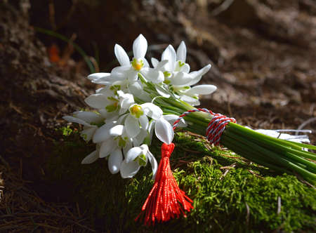 Spring snowdrop flowersの写真素材