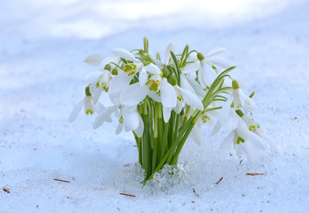 Spring snowdrop flowers with snow in the forestの写真素材