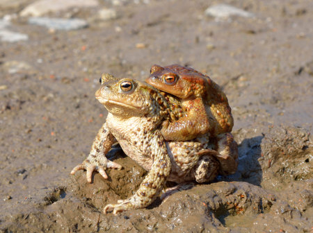 common toad bufo bufo