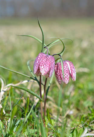 Fritillary flower (Fritillaria meleagris) also known as Chess Flowerの写真素材