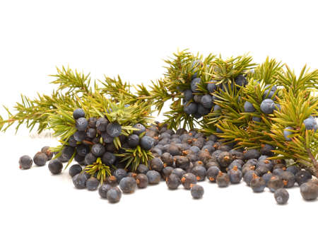 Juniper berries isolated on whiteの写真素材