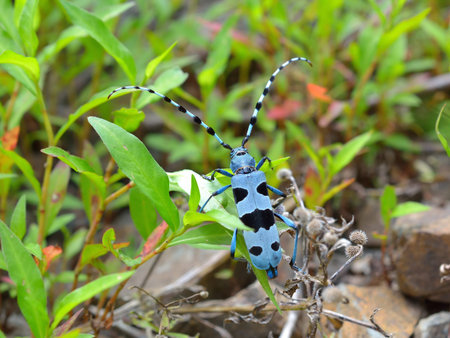 Rosalia Alpina - protected beetleの写真素材