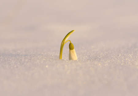 Gentle snowdrop flowering from the snowの写真素材