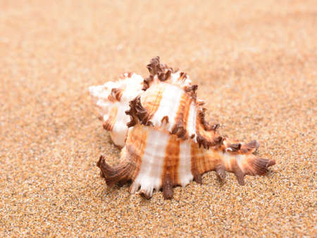 Seashells on a sandy backgroundの写真素材
