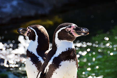 Penguin different directionの写真素材