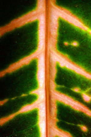 Leaf