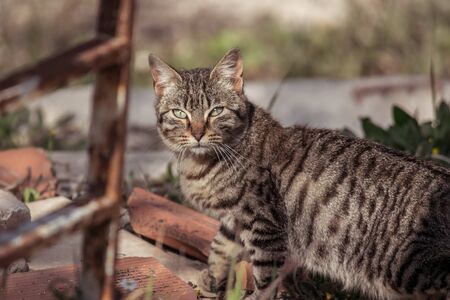Brown cat in the fieldの写真素材