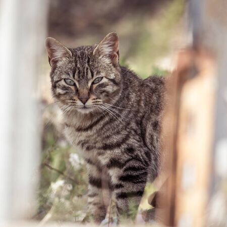 Brown cat in the fieldの写真素材