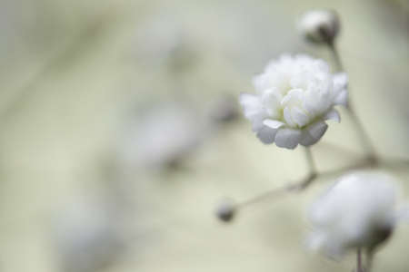 White flower Gypsophilaの写真素材