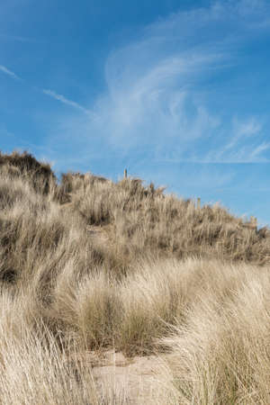 Sand dune with marram grass on sunny summer dayの写真素材