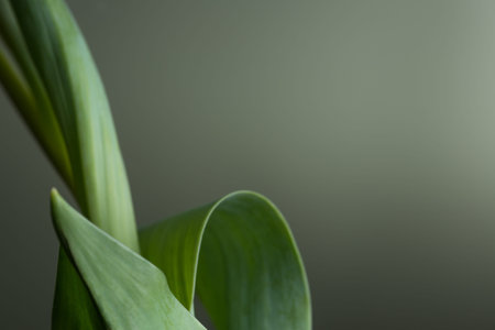 Green background with light gradient framed with tulip leaves to left side
