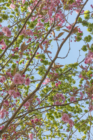 Branches of flowering Cherry Tree against bright blue sky