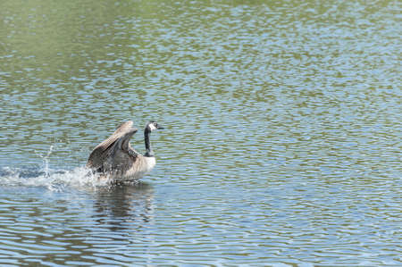 Canada Goose Branta Canadensis landing on lake in Northumberland Ukの写真素材