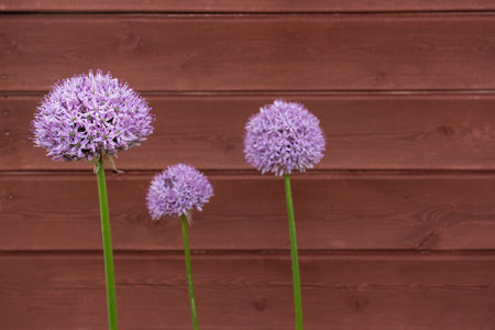 Three Ornamental Onion Allium flowers against timber board backgroundの写真素材