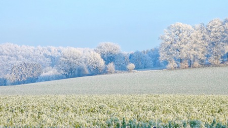 frozen field and trees on cold clear winter and blue skyの写真素材