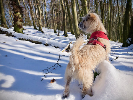 puppy standing on a trunk and watching in to a snowy winter woodland in a scenic landscape conceptual of the seasonsの写真素材