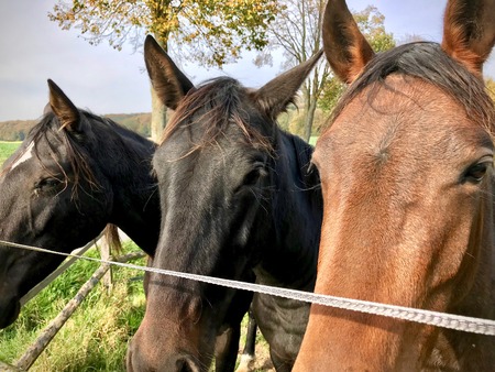 Horses looking curiously at the camera at a farm fieldの写真素材