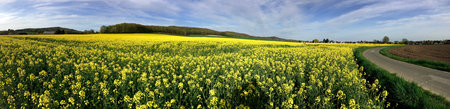 panorama of rapeseed field with country road and hills in the background