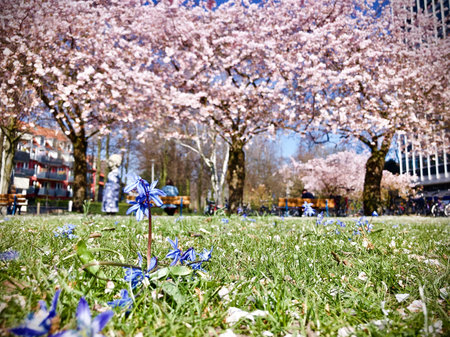 purple flower and pink cherry blossom trees in Muenster, NRW, Germany