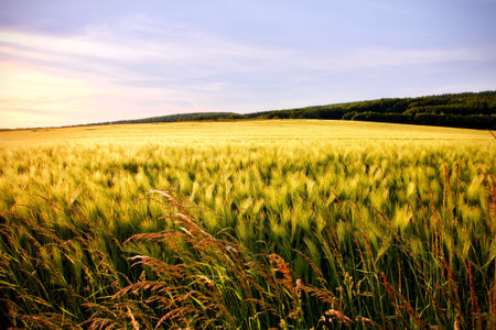 corn field at sunset with a colorful pink sky and hills in the background