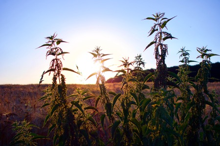 stinging nettle and in the background a yellow corn field under a colorful blue skyの写真素材