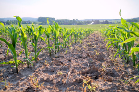 path with a young corn field at sunset against the sun with beams of sunlight and a country field in...
