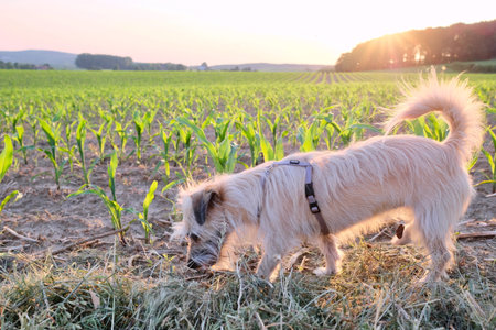 dog looking curiously at the camera on a young corn field at sunset in a scenic landscape conceptual...