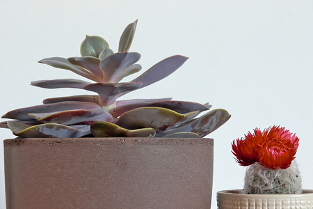 Close up of room plants (desert rose succulent and cactus with red bloom).の写真素材