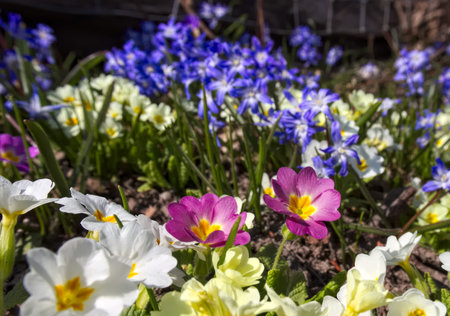 Close up of colorful spring flower field (Primel, siberian squill).