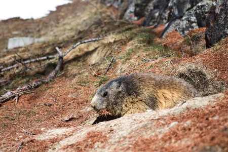 Alpine Marmot (Marmota marmota) looking out of burrow carrying brown pine needles in its mouth.の写真素材